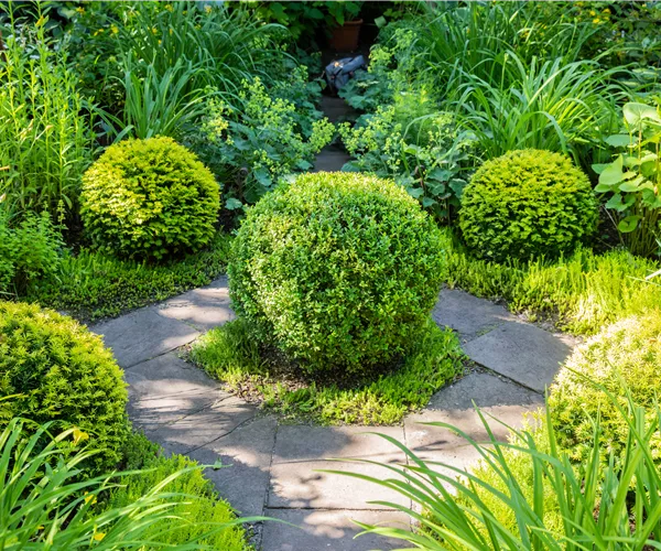 Buchsbaum als immergrüner Klassiker in Garten und Co.