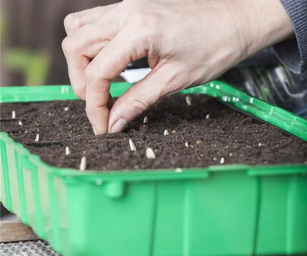 Minigewächshauser herstellen