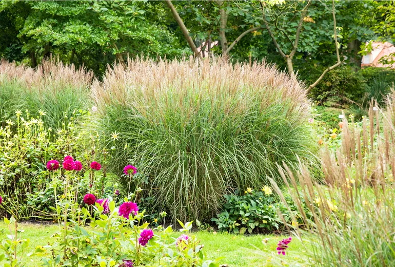Miscanthus sinensis
