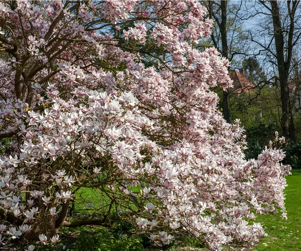 Magnolien pflanzen für einen Blickfang im Garten 