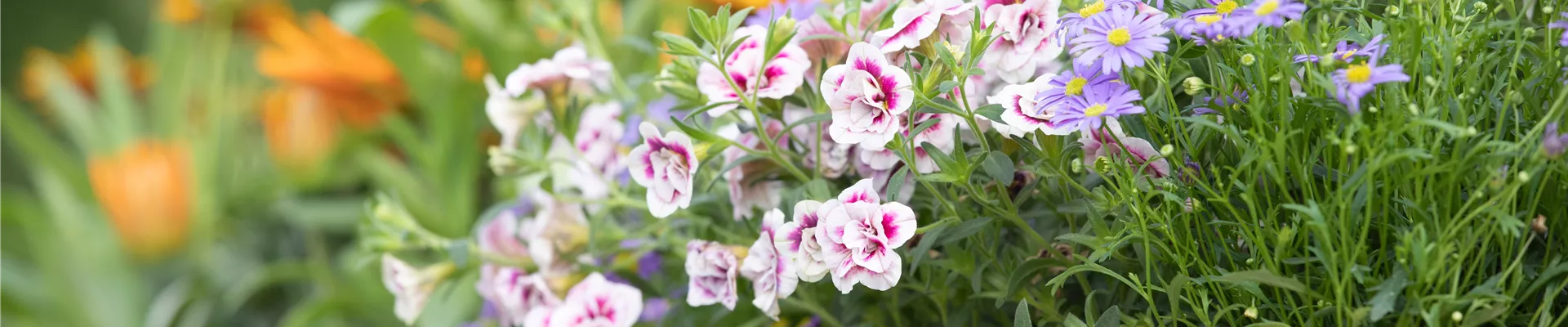 Calibrachoa 'PinkTastic'