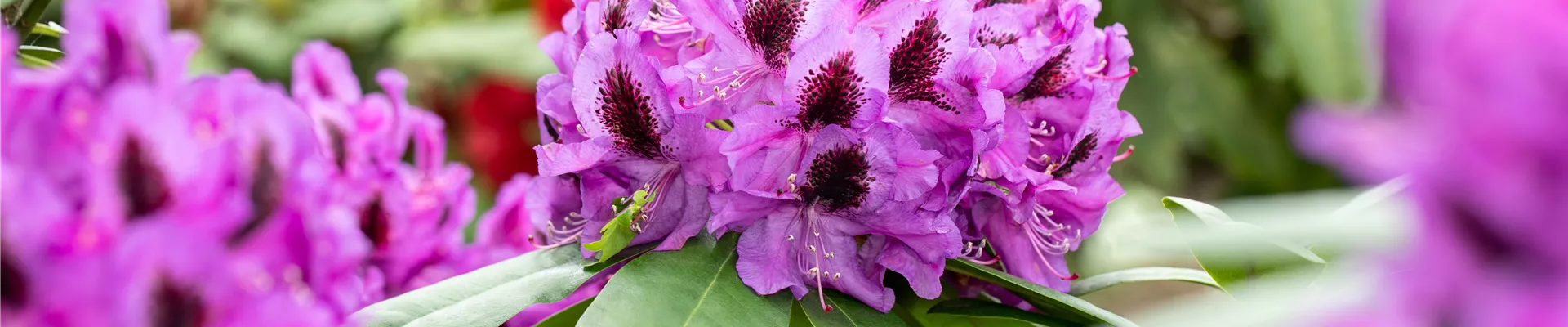 Rhododendron 'Pfauenauge'®