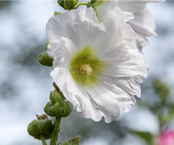 Begleitpflanzen für Rosen – So kommen die Königinnen groß raus