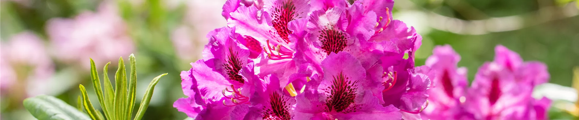 Rhododendron großblumig, pink