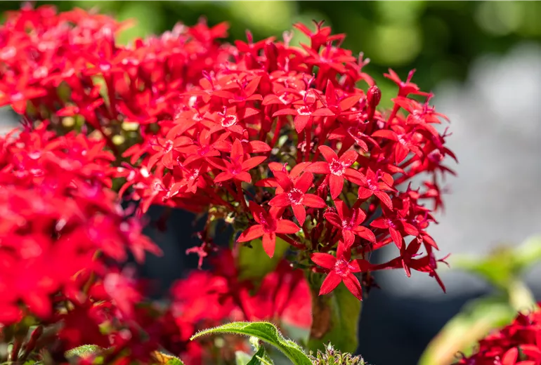Pentas lanceolata, rot