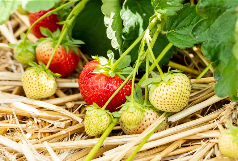 Fragaria 'Sonsation'