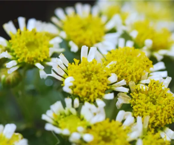 Pazifik-Margerite - Einpflanzen im Garten