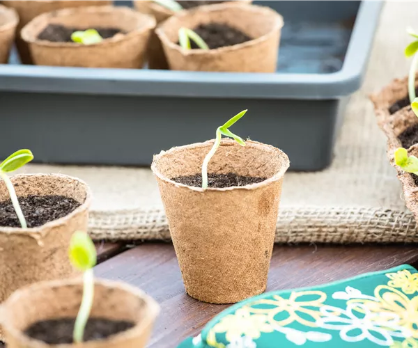 Die 5 besten Tipps für die Anzucht und Erfolg bei der Ernte