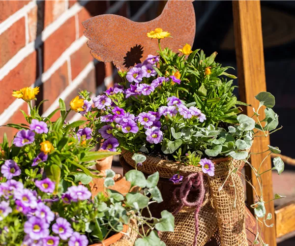 Beet- und Balkonpflanzen pflegen und bunte Blüten bewundern