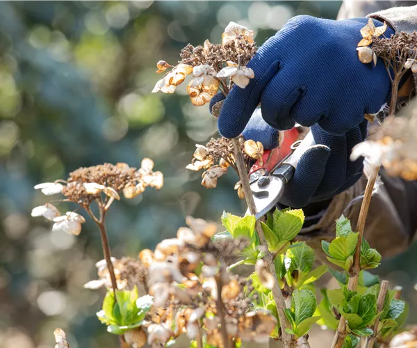 Frühjahrsputz im Garten – Das steht jetzt an
