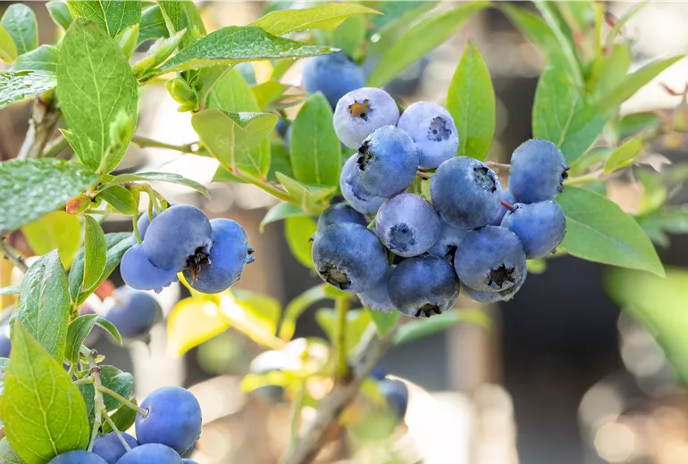 Vaccinium corymbosum 'Bluecrop'