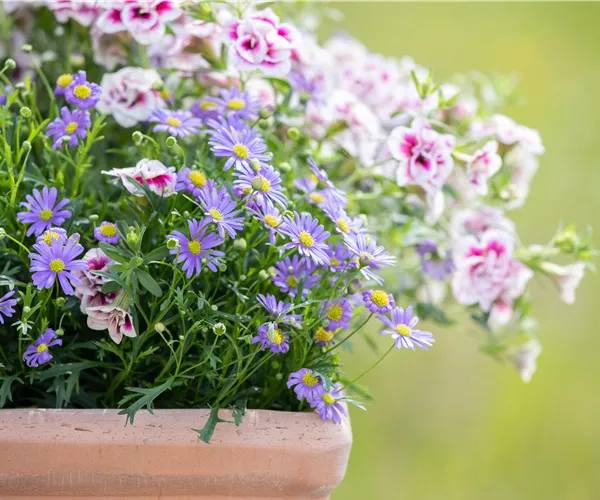 Beet- und Balkonpflanzen schneiden – Ja oder nein?