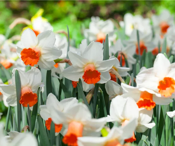 Alpenveilchen als Highlight in Haus und Garten
