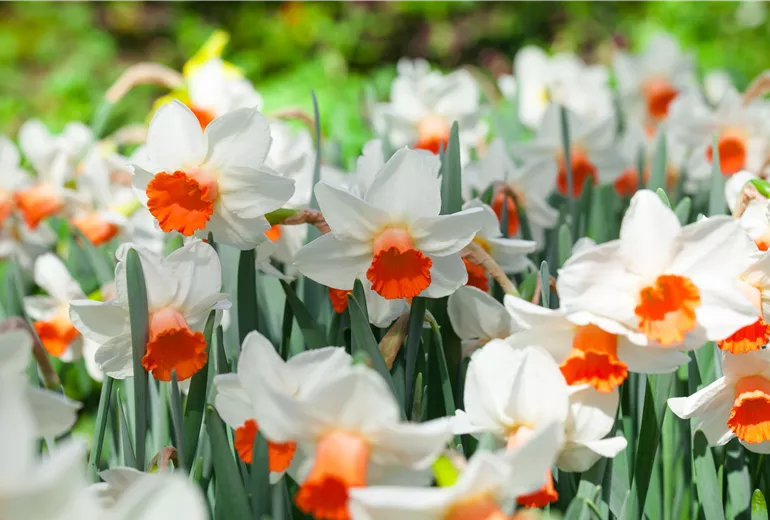 Narcissus cyclamineus 'Reggae'