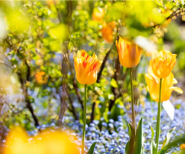 Gartenarbeit im Frühjahr für ein strahlendes Gartenjahr