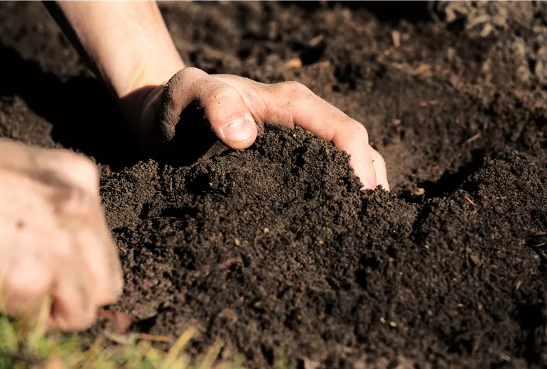 Hände mit Erde