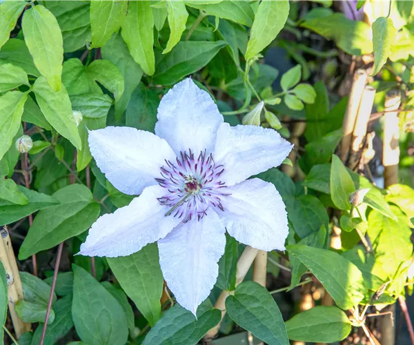 Auf gute Nachbarschaft – Die passenden Beetnachbarn für Kletterpflanzen