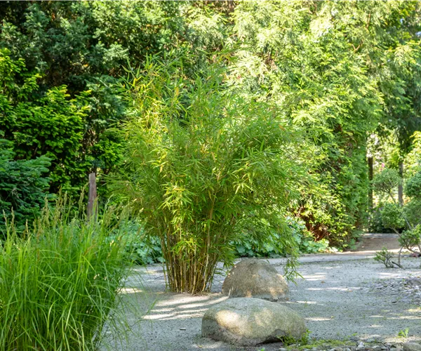 Bambus einpflanzen und asiatisches Flair ins Spiel bringen