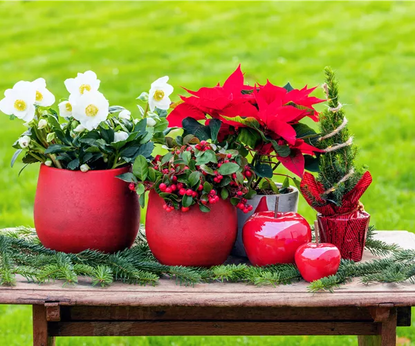 Mit den besten Pflanzen zu Weihnachten festliche Stimmung schaffen