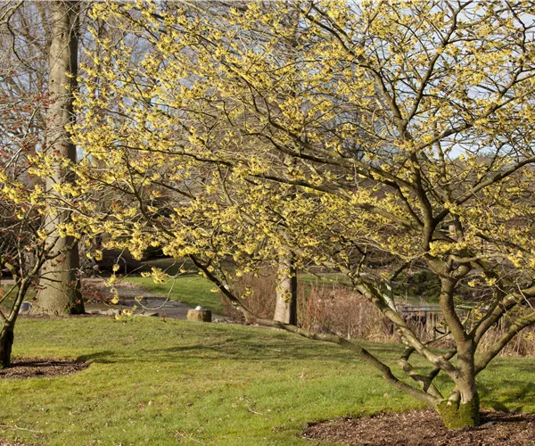 Eine Zaubernuss als Bereicherung im eigenen Garten