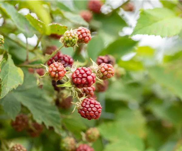 Im Frühjahr Brombeeren pflanzen für eine erfolgreiche Ernte