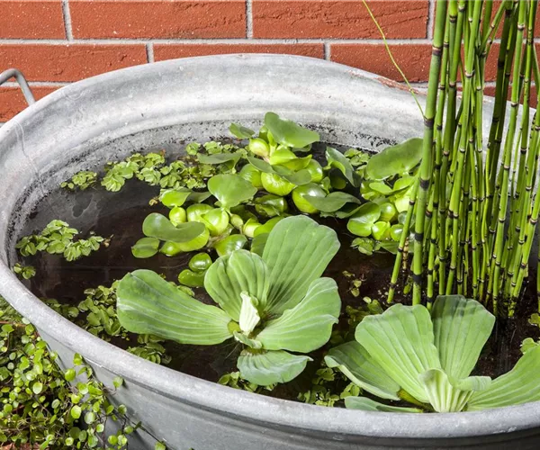 Der Mini-Teich – kleiner Teich ganz groß