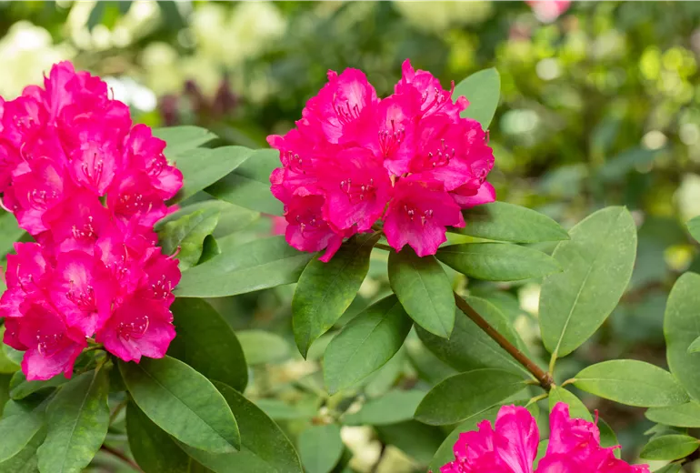 Rhododendron 'Roseum Novum'