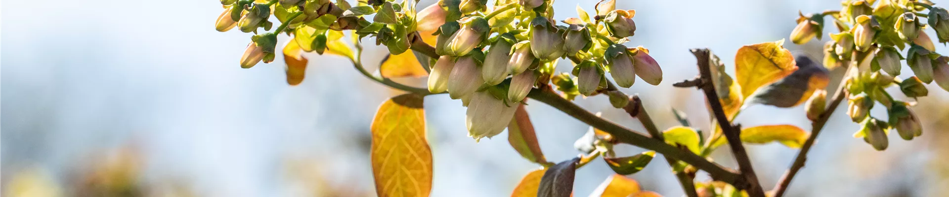 Vaccinium corymbosum 'Meader'