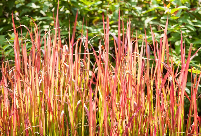 Imperata cylindrica 'Red Baron'