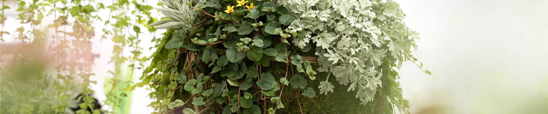 Kombination verschiedener Blattschmuckpflanzen