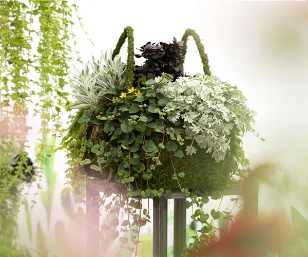 Blattschmuckpflanzen sorgen für Ruhe und Harmonie im Garten