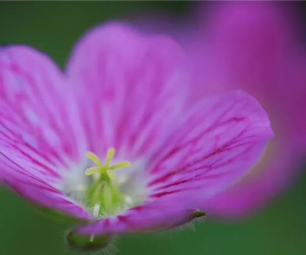 Reiherschnabel - Einpflanzen im Garten