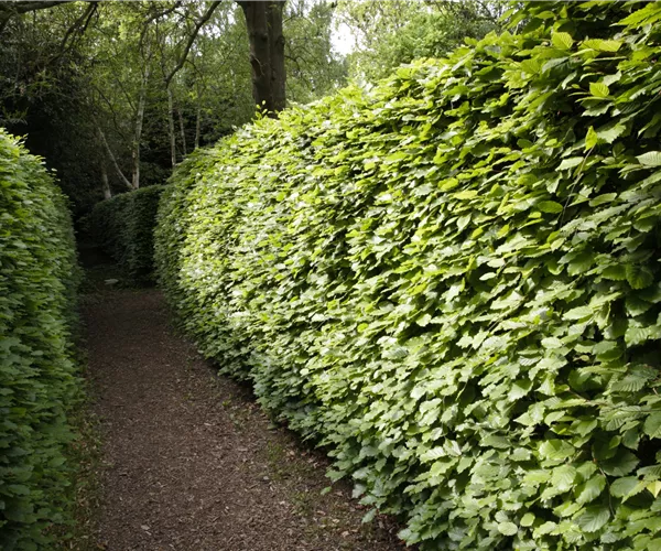 Gut geschützt – Hecken pflanzen und den Garten ungestört genießen