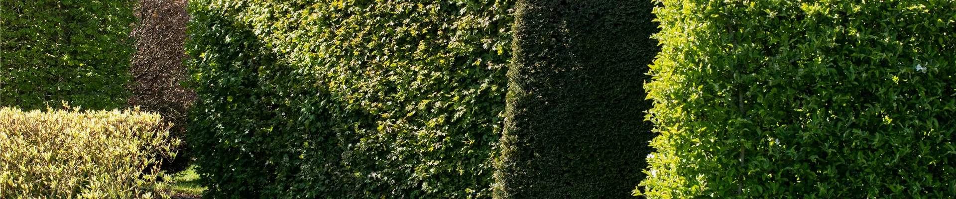 verschiedene Hecken