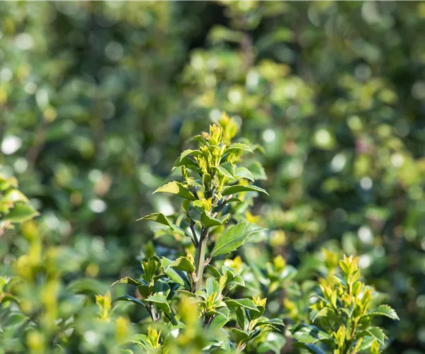 Immergrüne Laubgehölze für einzigartige Hecken und Gärten
