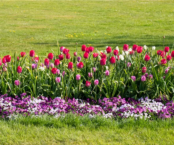 Wie ein pflegeleichter Garten gestaltet wird