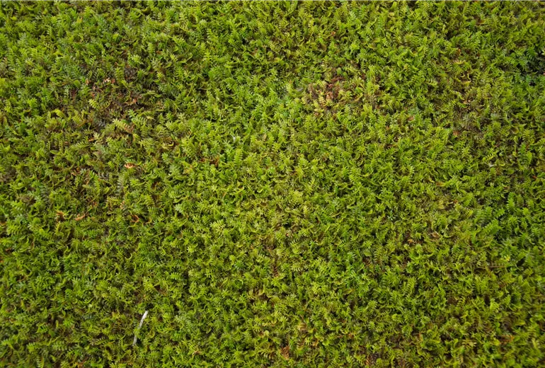 Leptinella squalida