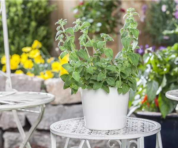 Mediterrane Kräuter im eigenen Garten – Genuss für alle Sinne