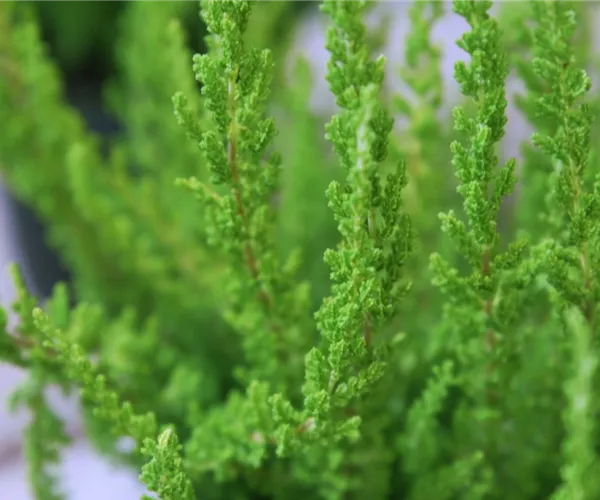 Besenheide - Einpflanzen im Garten