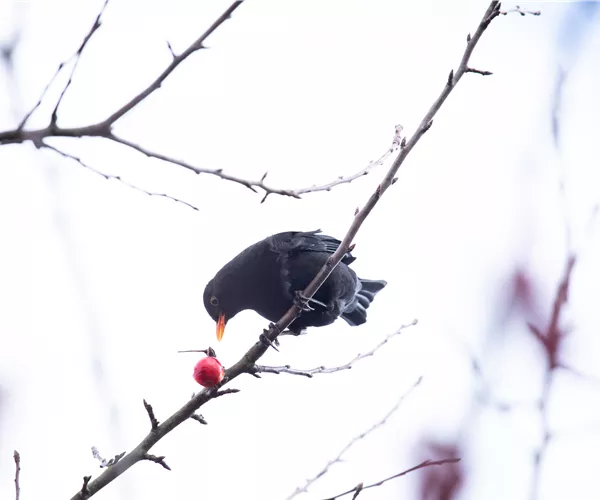 Gehölze als Nahrungsquelle für Vögel pflanzen