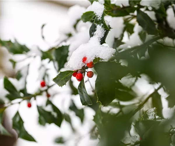 Gartenarbeit im Winter – Vorsicht bei Frost!