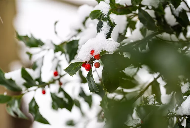 Ilex im Schnee