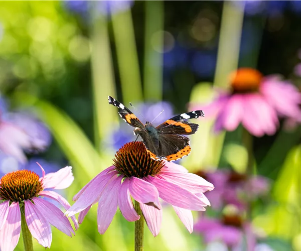 Die 10 schönsten Sommerblumen für den Garten