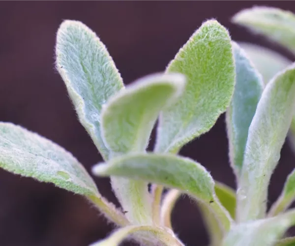 Woll-Ziest - Einpflanzen im Garten