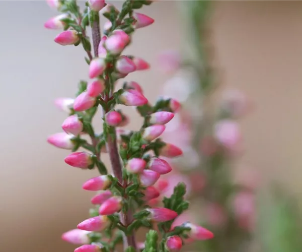 Winterharte Knospenheide - Einpflanzen im Garten