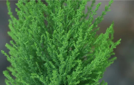 Zimmerzypresse - Umtopfen