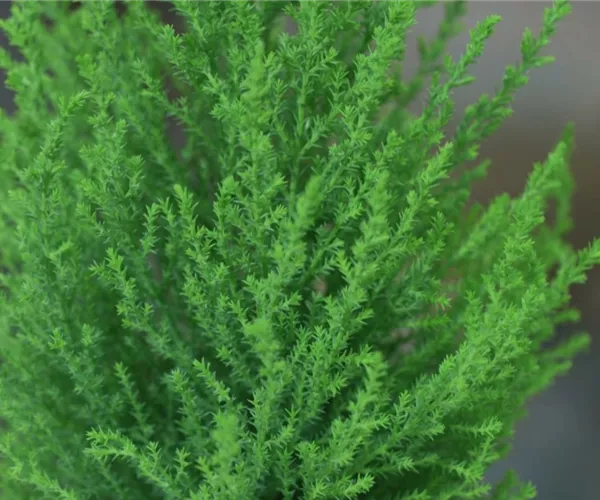 Zimmerzypresse - Umtopfen