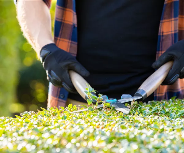 Tipps für den perfekten Rückschnitt im Herbst