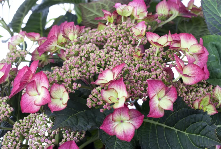 •Hydrangea macrophylla Dutch Ladies 'Sheila'