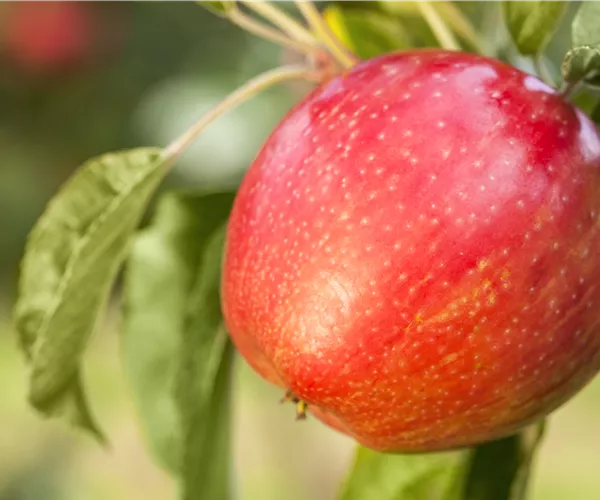 Apfelbäume im Garten – Eine reiche und leckere Ernte
